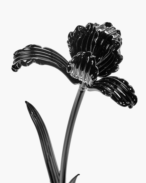 Flowers Tulip Black - SERAX